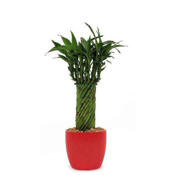 Delray Plants Lucky Bamboo Cylinder Braid in 4 in. Ribbed Fiesta Red Pot