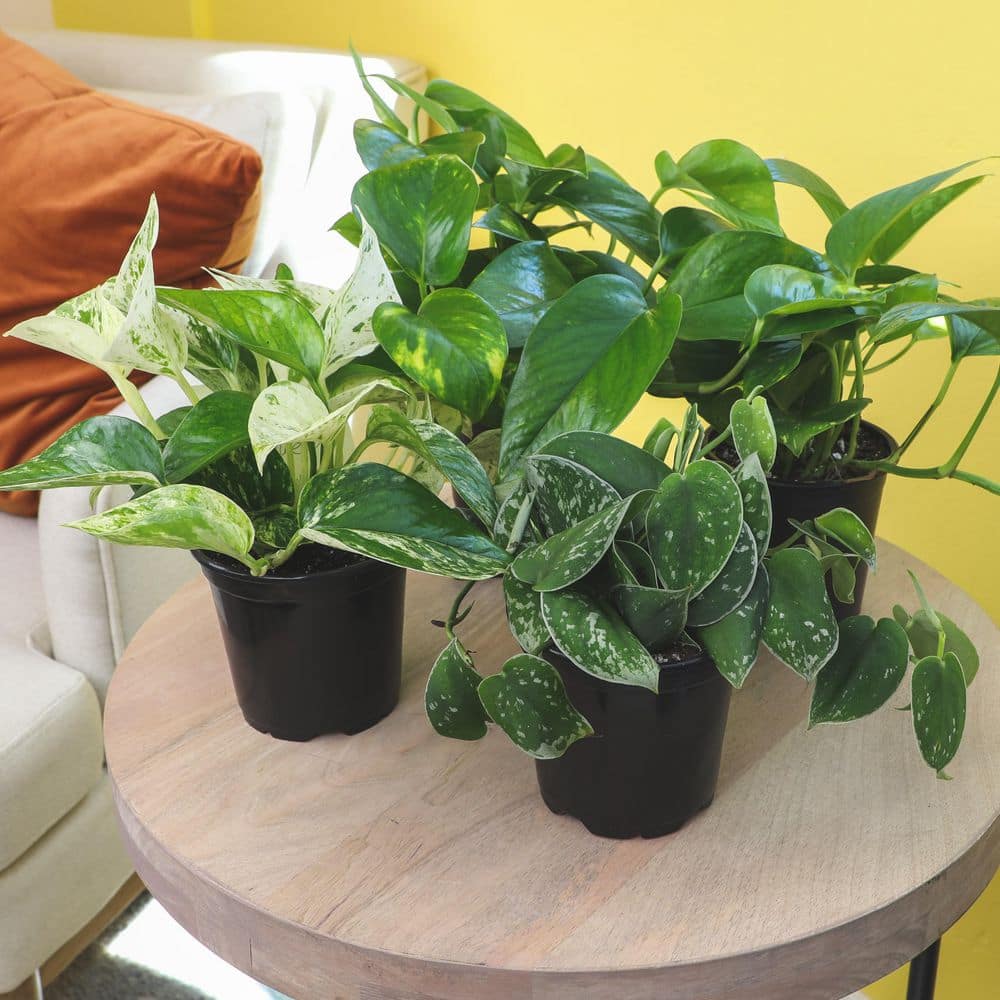 Set of 4 Assorted Pothos in Black Grower Pots
