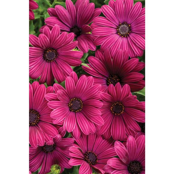 PROVEN WINNERS 4.25 in. Grande Bright Lights Purple African Daisy (Osteospermum) Live Plant, Purple Flowers (4-Pack)