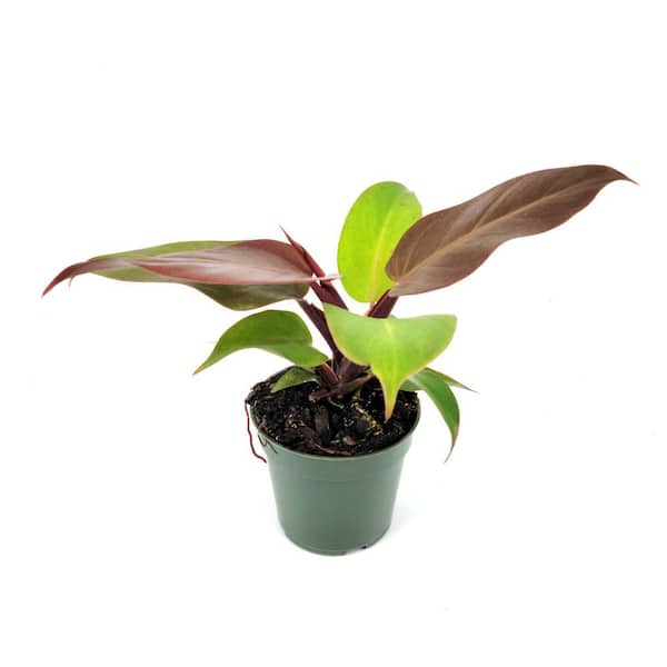 4 in. Philodendron McColley's Finale Plant in Grower Containers (3-Pack)