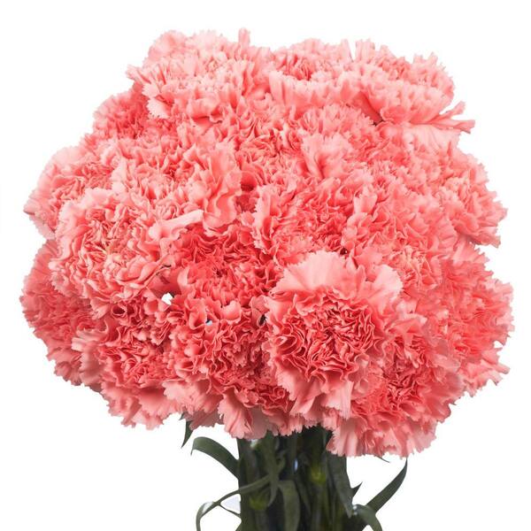 Globalrose Fresh Pink Valentine´s Day Carnations (200 Stems)