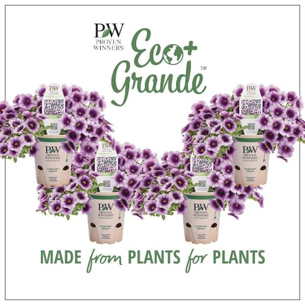 4.25 in. Eco+Grande, Superbells Blue Moon Punch (Calibrachoa) Live Plant Purple and Yellow Flowers (4-Pack)