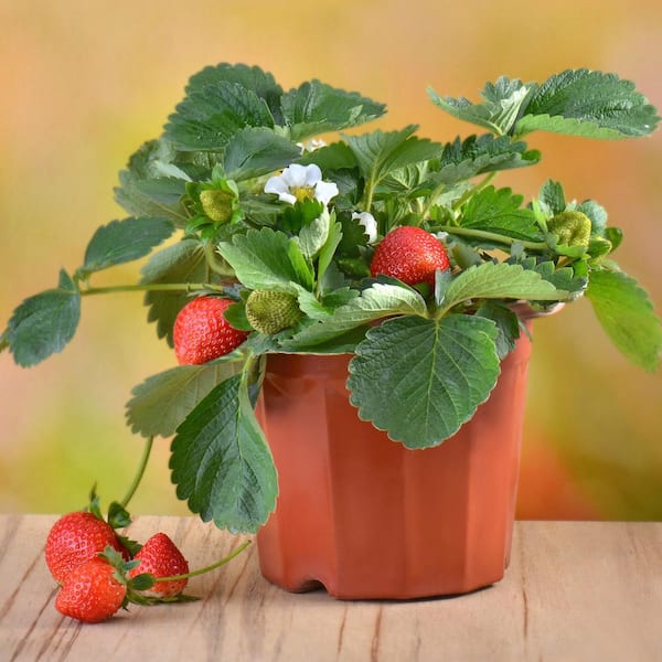 Bonnie Plants 25 oz. Berri Basket Pink Strawberry Live Plants (2-Pack)