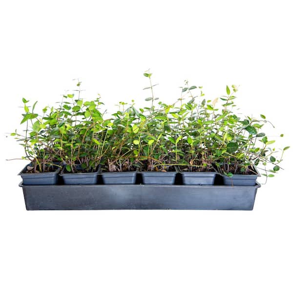 FLOWERWOOD Asiatic Jasmine 3-1/4 in. Pots (18-Pack) - Live