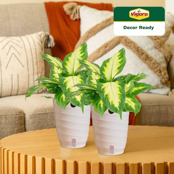 Dieffenbachia Indoor Plant in 6 in. White Ribbed Plastic Decor Planter, Avg. Shipping Height 1-2 ft. Tall (2-Pack)