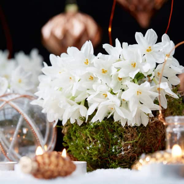 VAN ZYVERDEN Low Scent Giant 'Christmas Daffodils' Paperwhites Set of 5 Mammoth Bulbs
