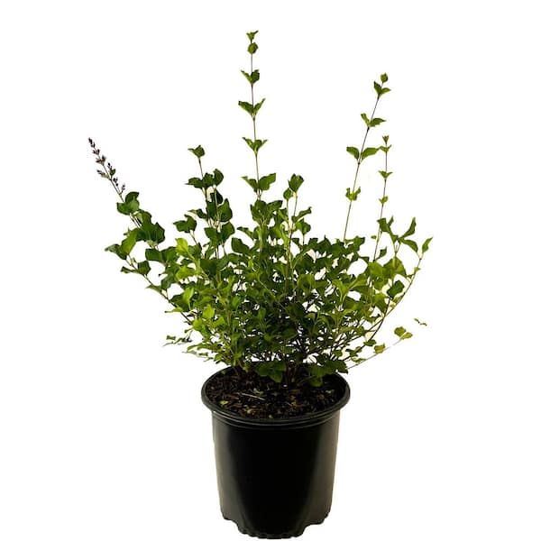 2.25 Gal. Korean Lilac Live Shrub with Fragrant Pink-Purple Flowers