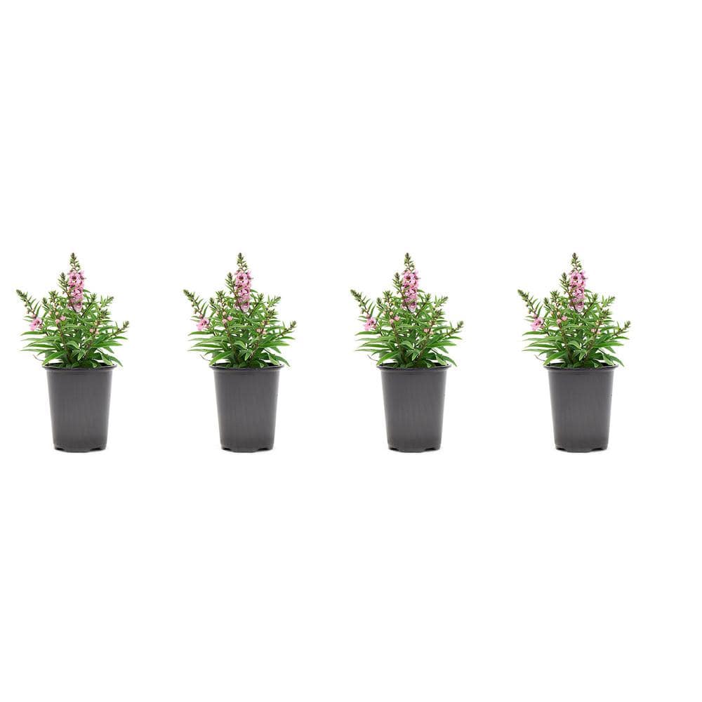 1.38-Pint Angelonia Pink Flower in 4.5 in. Grower's Pot (4-Pack) price history on PriceWatchPro