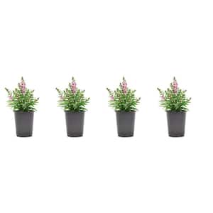 1.38-Pint Angelonia Pink Flower in 4.5 in. Grower's Pot (4-Pack)