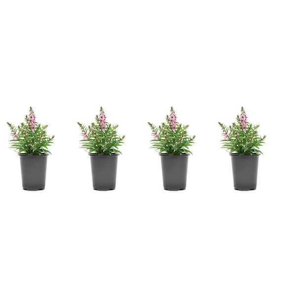 Vigoro 1.38-Pint Angelonia Pink Flower in 4.5 in. Grower's Pot (4-Pack)