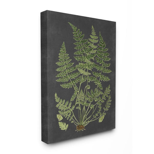 Stupell Industries "Botanical Drawing Green Black Design" by Lettered and Lined Canvas Abstract Wall Art 30 in. x 24 in.