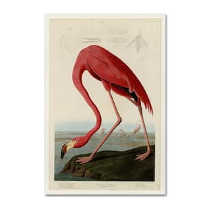 American Flamingo by John James Audobon Floater Frame Animal Wall Art 12 in. x 19 in.