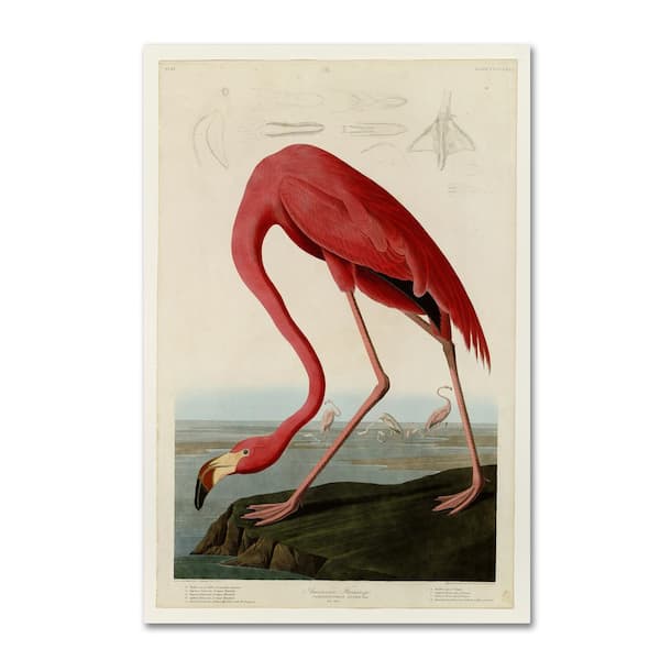 Trademark Fine Art American Flamingo by John James Audobon Floater Frame Animal Wall Art 16 in. x 24 in.