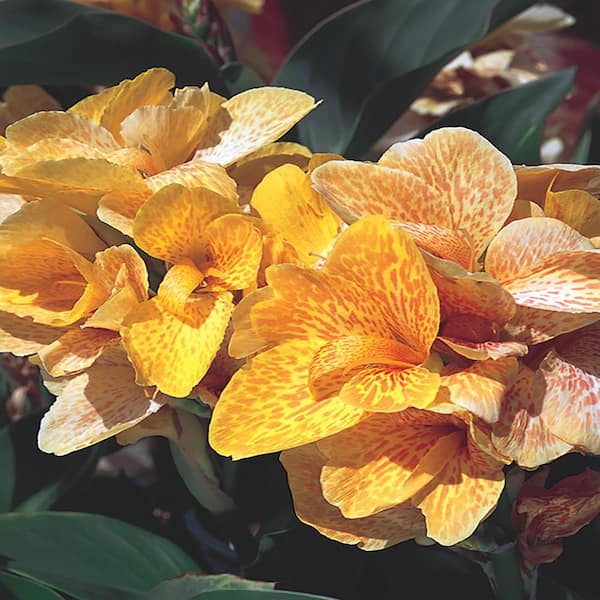 METROLINA GREENHOUSES 2.5 Qt. Cannova Yellow Canna Lily Plant