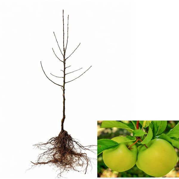 Online Orchards Granny Smith Apple Tree Bare Root FTAP003 - The