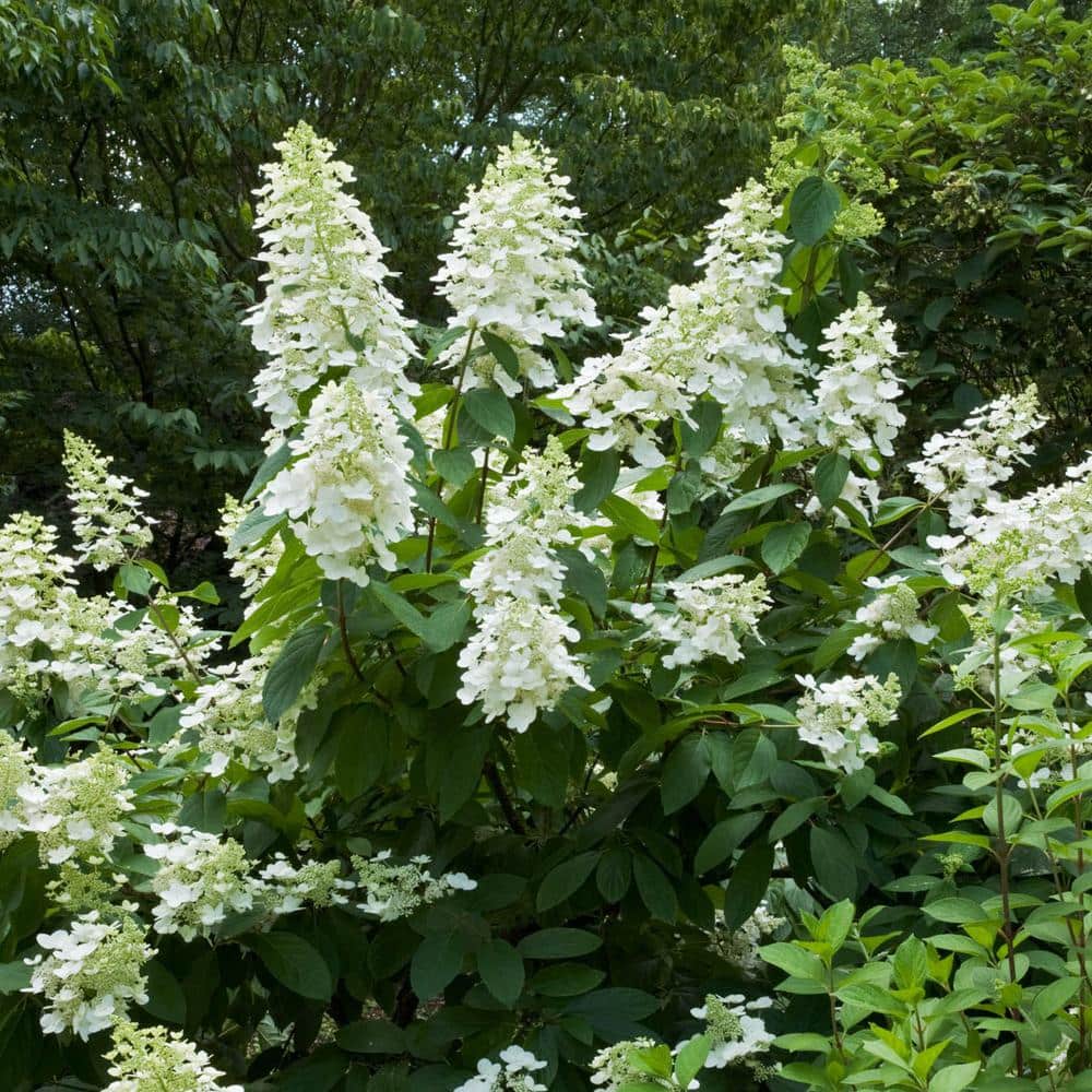 3 Gal. Pot, Tardiva Hydrangea Bush Potted White Flowering Starter Shrub (1-Pack)