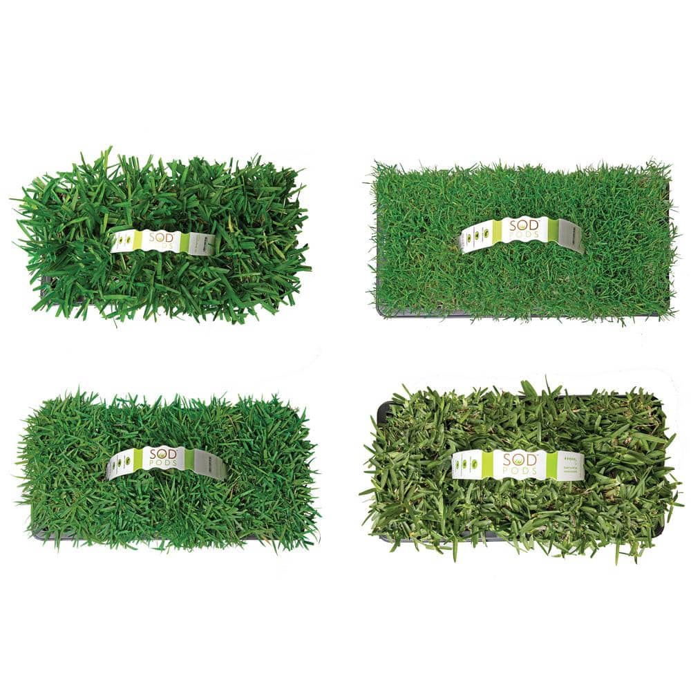Sod Pods Multi Variety Grass Plug Pack (32Count) Natural, Affordable