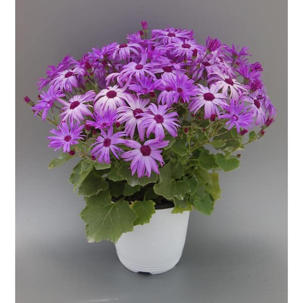 Unbranded 2.5 Qt. Assorted Flowering Annual Pericallis