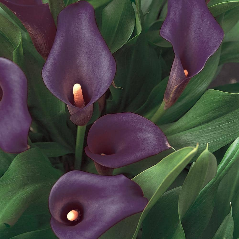 11-in-purple-calla-lily-plant-74426-the-home-depot