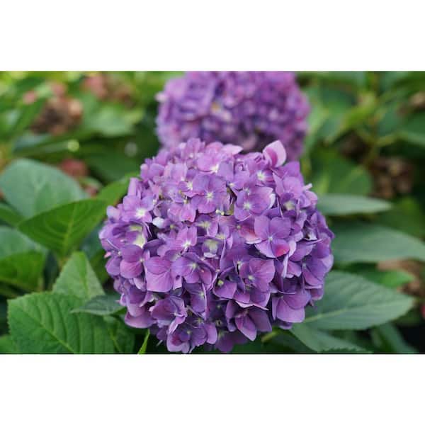 1 Gal. Let's Dance Arriba Hydrangea (Macrophylla) Live Plant, Shrub, Pink or Blue Flowers