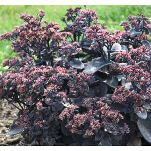 0.65 Gal. Rock 'N Grow 'Back in Black' Stonecrop (Sedum), Live Plant, White Flowers and Black Foliage