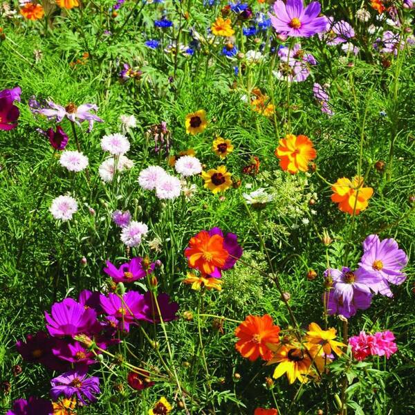 Unbranded Wildflower Packets to Grow Flower-25 Pack HPB2GP5T29