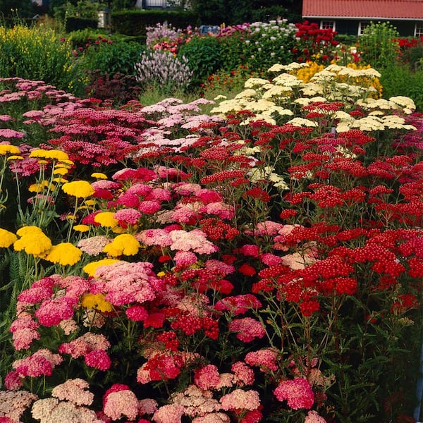 VAN ZYVERDEN Achillea Yarrow Mixed Bulbs (Set of 5 Roots)