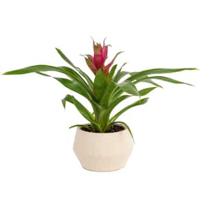 Grower's Choice Bromeliad Indoor Plant in 4 in. White Pot, Avg. Shipping Height 1-2 ft. Tall