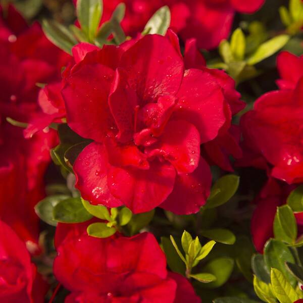 3 Gallon Encore Azalea Autumn Bravo Re-Blooming Evergreen Shrub With Red Blooms 