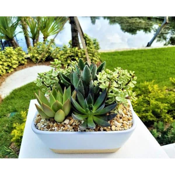1.66 Oz. Succulent Plant Mix in 1.75 In. Cell Grower's Tray (25-Plants)