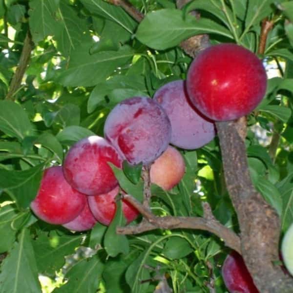 7 gal. Red June Peach Fruit Tree PCHRJU07G - The Home Depot