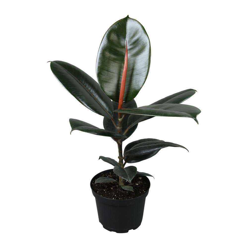 Ficus Burgundy Rubber Tree in Black Plastic Planter
