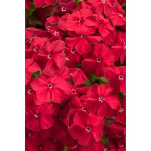 PROVEN WINNERS 4.25 in. Grande, Intensia Red Hot (Phlox), Live Plant, Red Flowers (4-Pack)