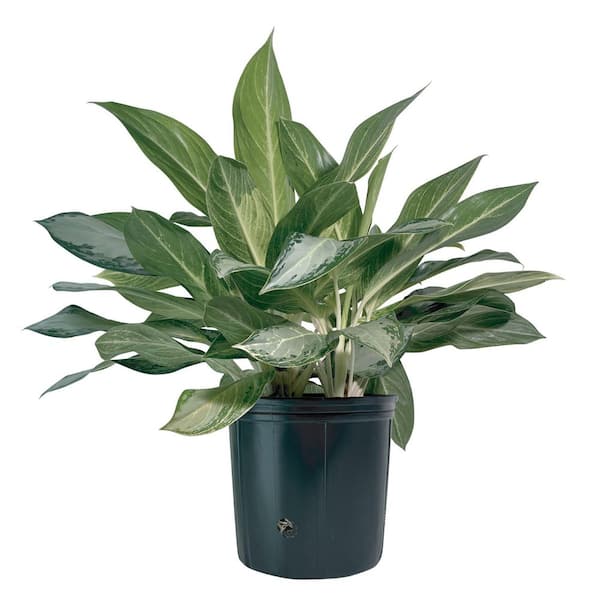 その他観葉植物 Aglaonema Golden Bay NATURE'S WAY FARMS 10 in. Golden Bay Aglaonema Indoor Tropical