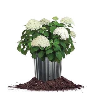Incrediball Hydrangea in a 1 Gal. Grower's Pot, Supersized White Blooms