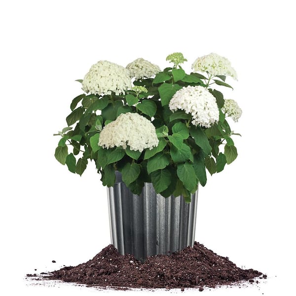 Perfect Plants Incrediball Hydrangea in a 1 Gal. Grower's Pot, Supersized White Blooms