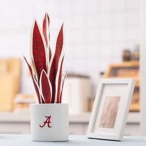 20 in. Alabama Crimson Tide Artificial Snake Plant and Hydrangea (2 Pack)- Fan Favorite College University Gift Bundle