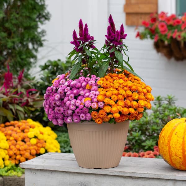 Vigoro 2 QT Celosia 'Intenz Dark Purple' Purple Annual Plant 1007426697 -  The Home Depot