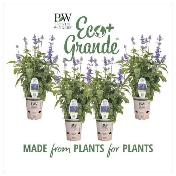PROVEN WINNERS 4.25 in. Eco+Grande Unplugged So Blue (Salvia) Live Plants, Blue Flowers (4-Pack)