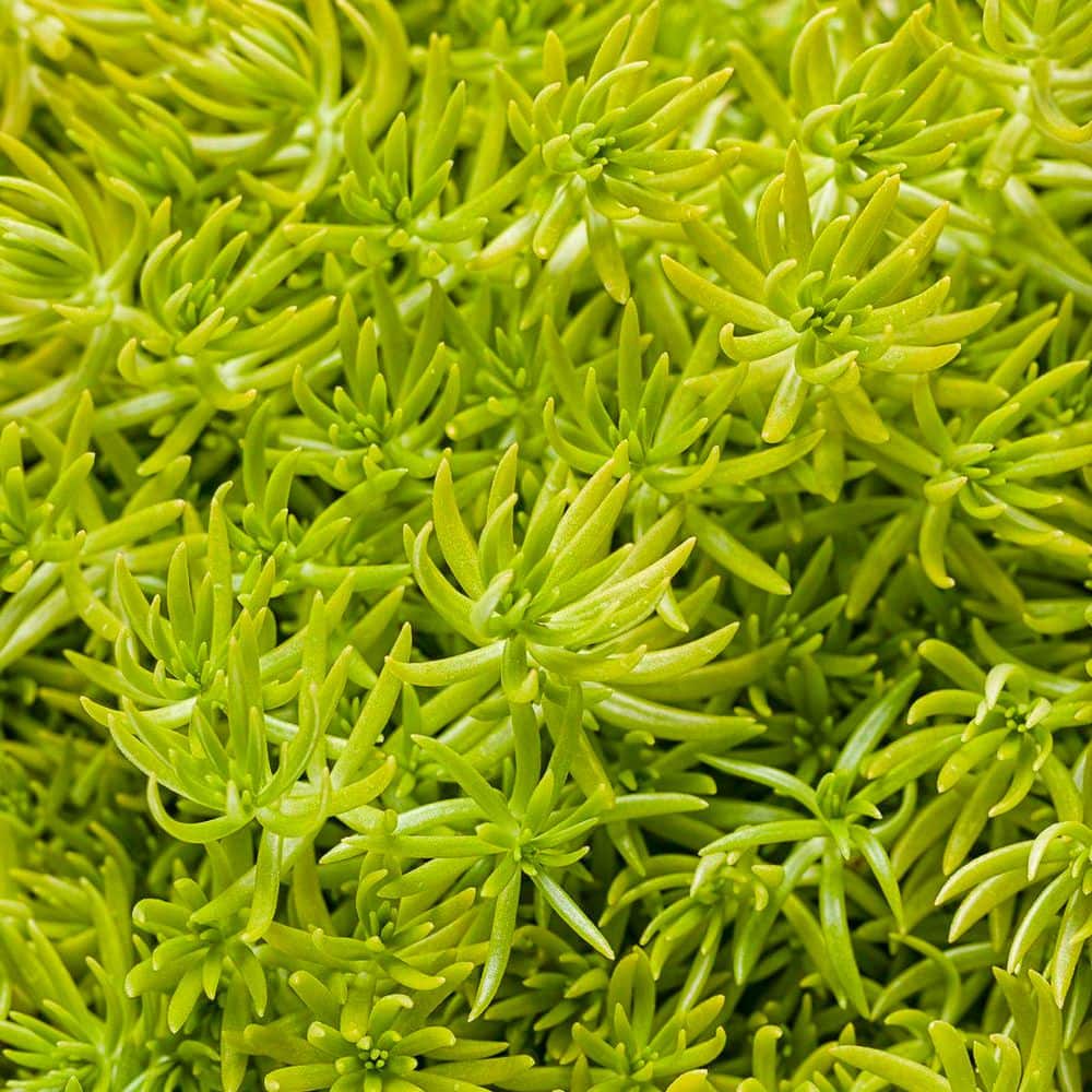 proven-winners-annual-flowers-