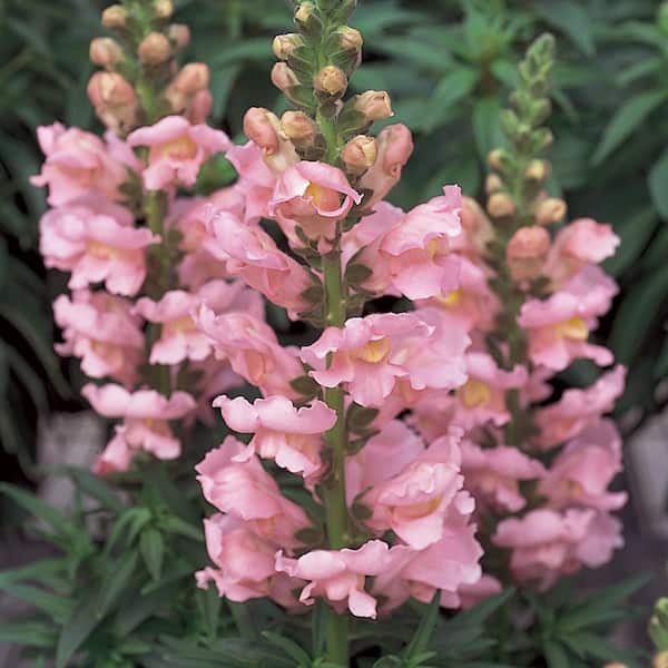Costa Farms 1.25-Pint Pink Snapdragon Plant