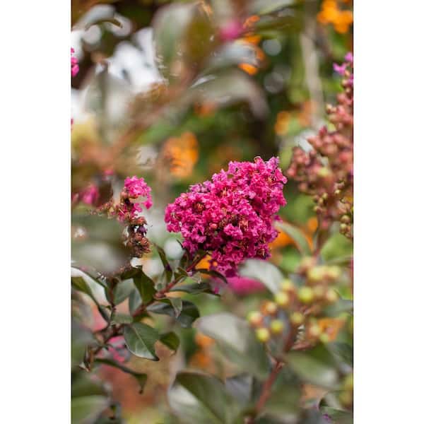 1 Gal. Plum Magic Crape Myrtle Flowering Shrub with Fuschia Pink Flowers