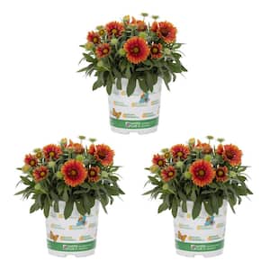 2 Qt. Nature's Nutrients Gaillardia Spintop Yellow Touch Perennial Plant (3-Pack)