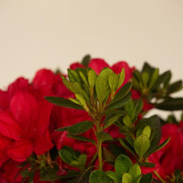 ENCORE AZALEA - 1 Gal. Autumn Bonfire Reblooming Azalea Shrub with Red Flowers