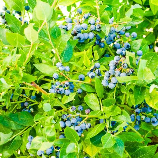 Gurney's 2.5 Qt. Northland Blueberry (Vaccinium) Live Deciduous