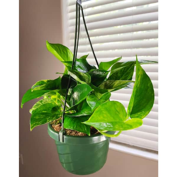 Details about   LIVE Marble Queen Pothos in growers pot variegated indoor vine plant