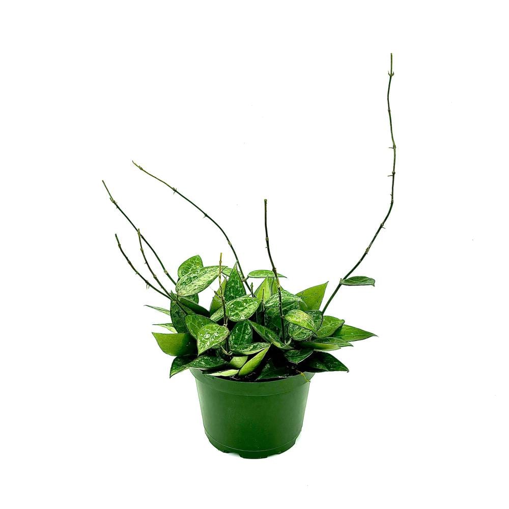 hampshire-farms-house-plants-