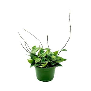 6 in. Hoya Black Margin Plant in Grower Pot