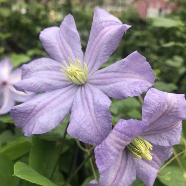 Wekiva Foliage Clematis Prince Charles-4 Live Plants in 3.5 in. Growers Pots-Beautiful Starter Flowering Vine Ready for The Garden