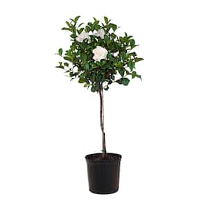 34.in to 40 in. Tall Gardenia Aimee Standard Live Gardenia Jasminoides Outdoor Plant in 9.25 in. Grower Pot